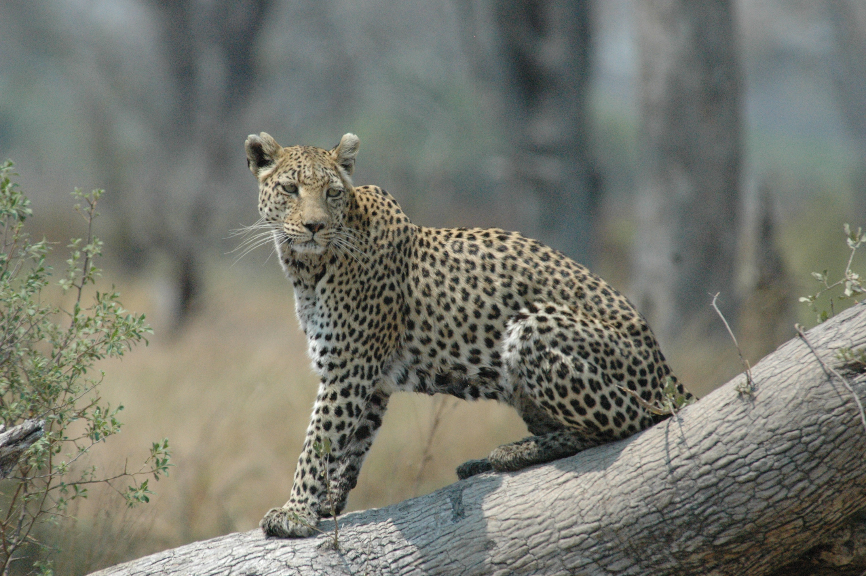 Marvelous Mobile Safari