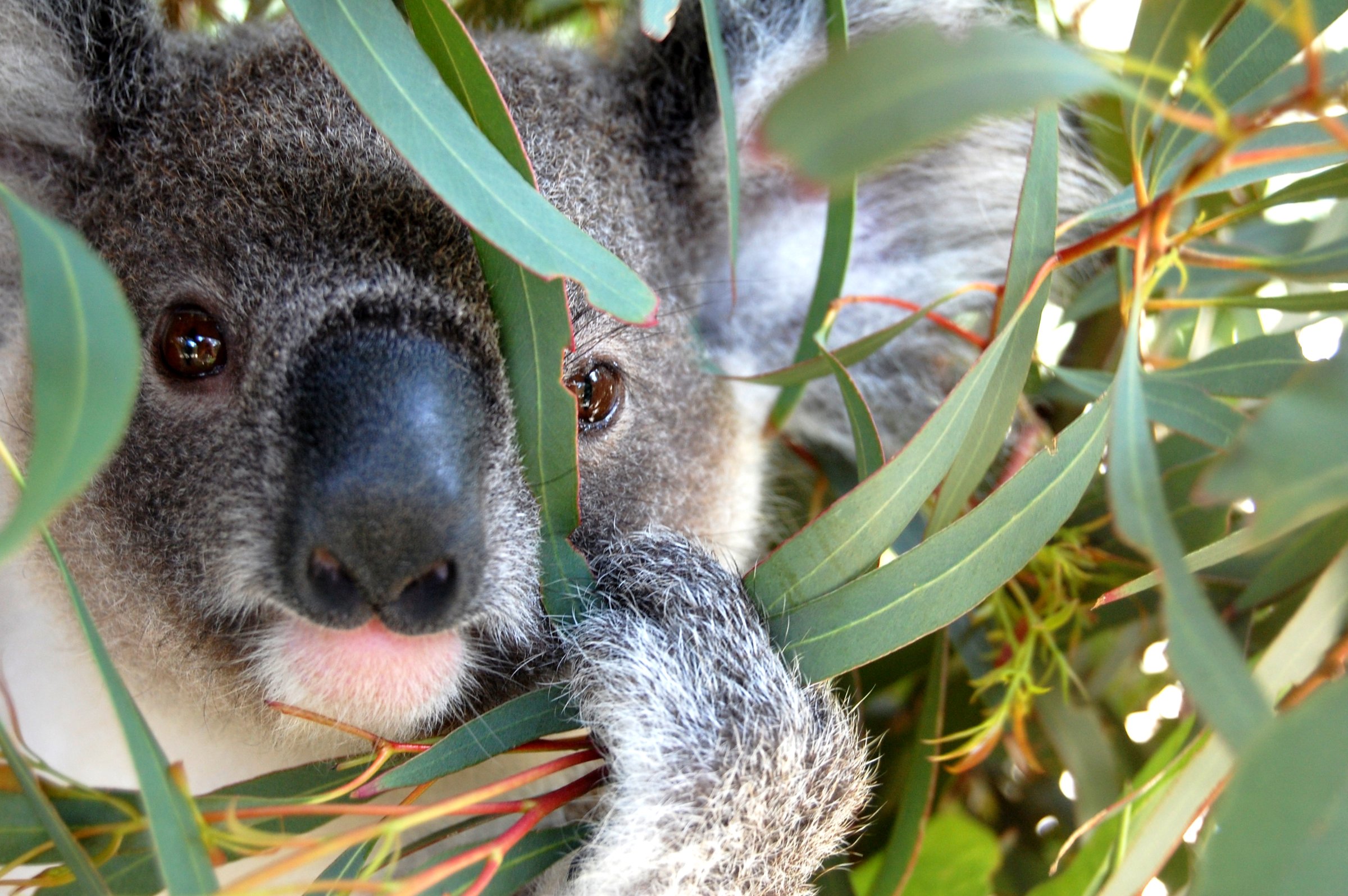 Walkabout Wildlife Sanctuary