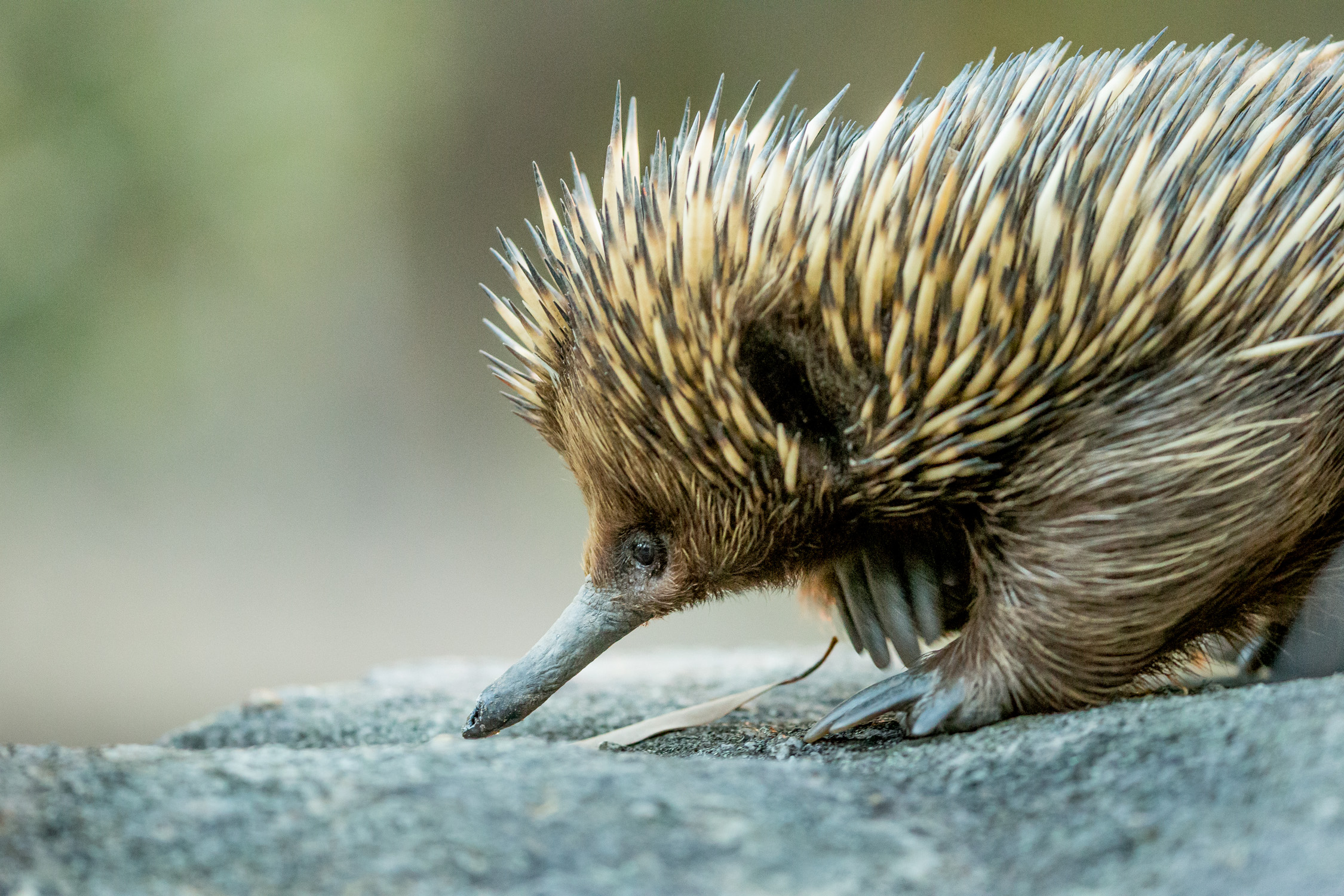 Walkabout Wildlife Sanctuary