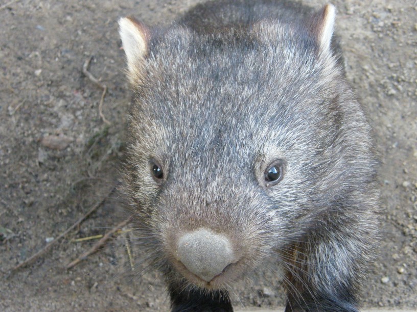 Walkabout Wildlife Sanctuary