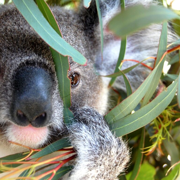 Walkabout Wildlife Sanctuary
