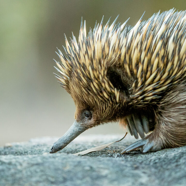 Walkabout Wildlife Sanctuary