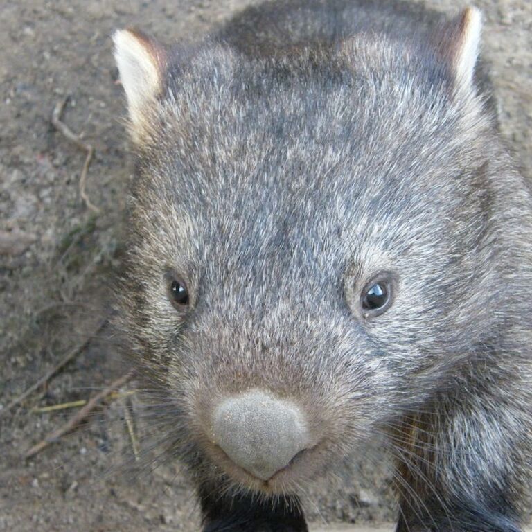 Walkabout Wildlife Sanctuary
