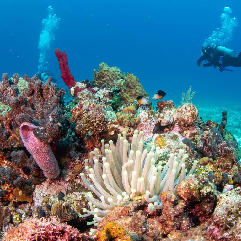 Dive Boutique Cozumel