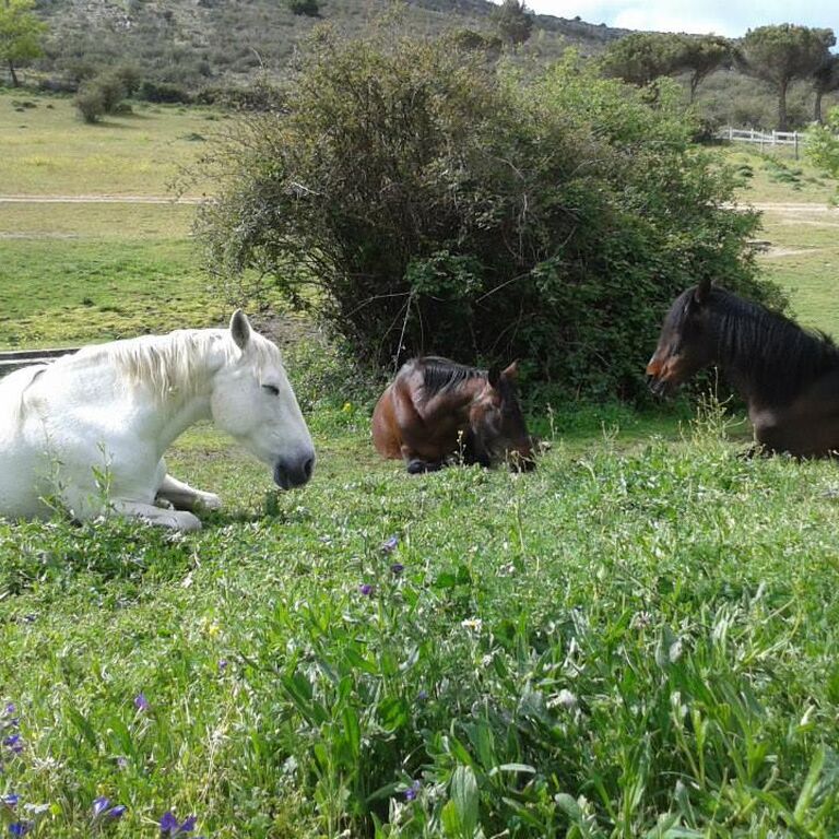 Horse Riding Madrid