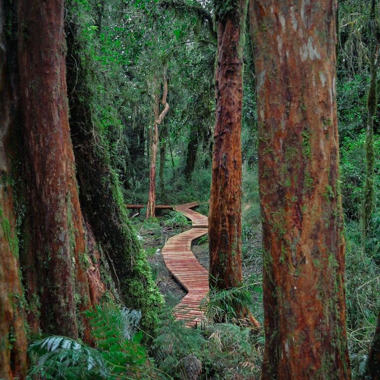 Parque Tepuhueico