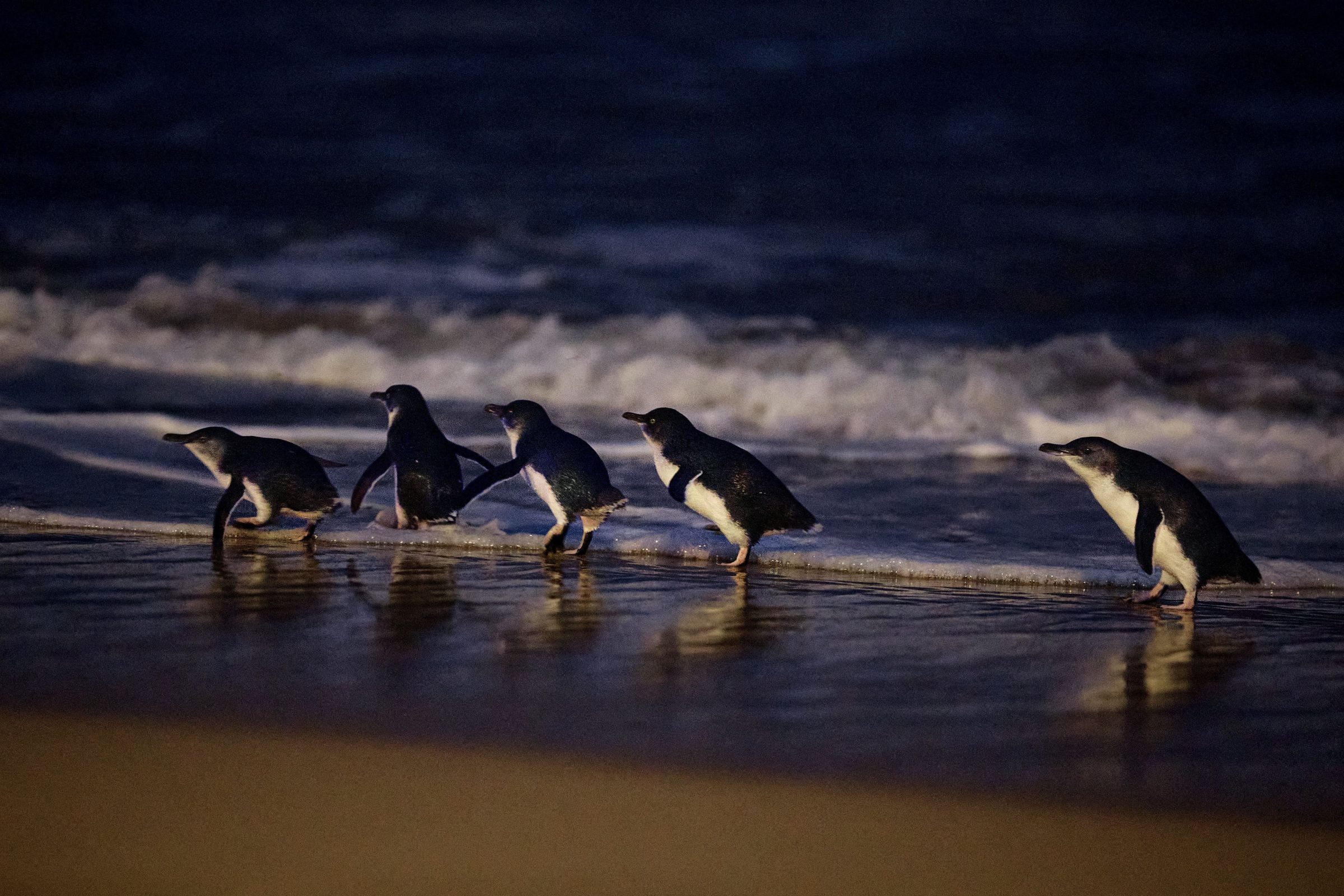 Hello Victoria Tours