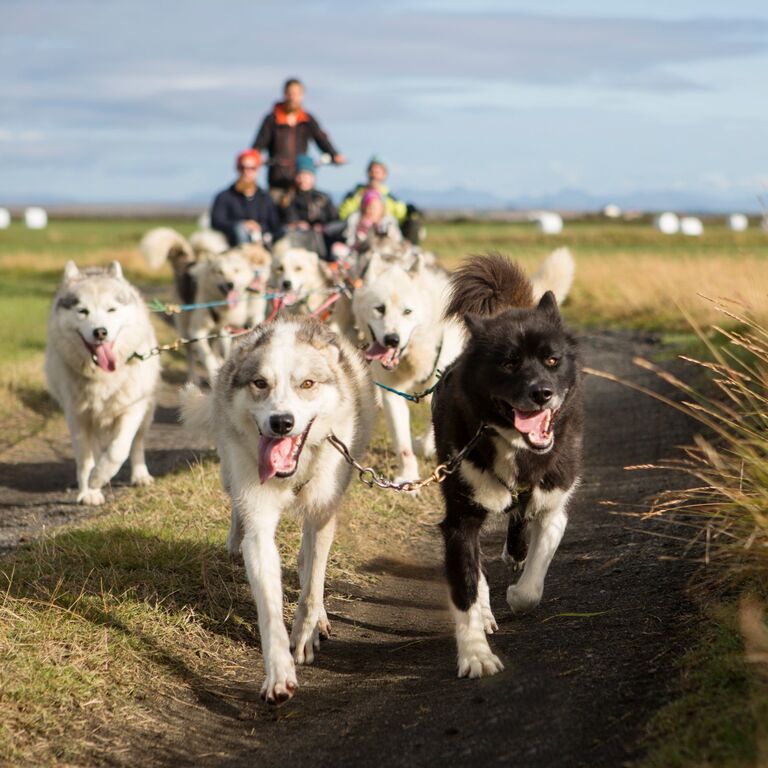 Dogsledding Iceland