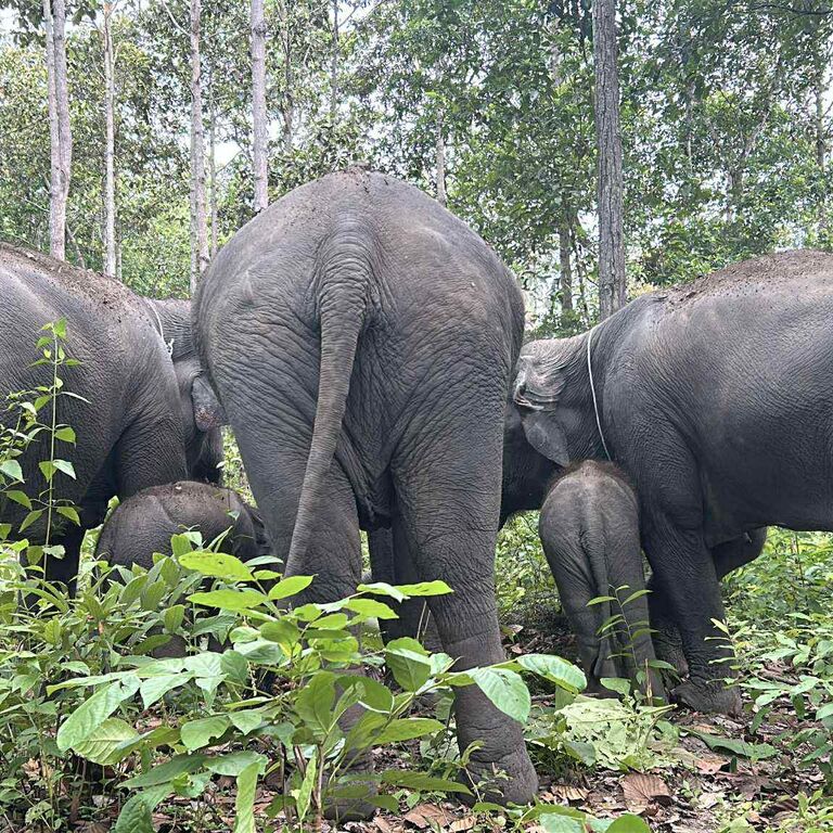 Doi Inthanon Elephant Sanctuary Park