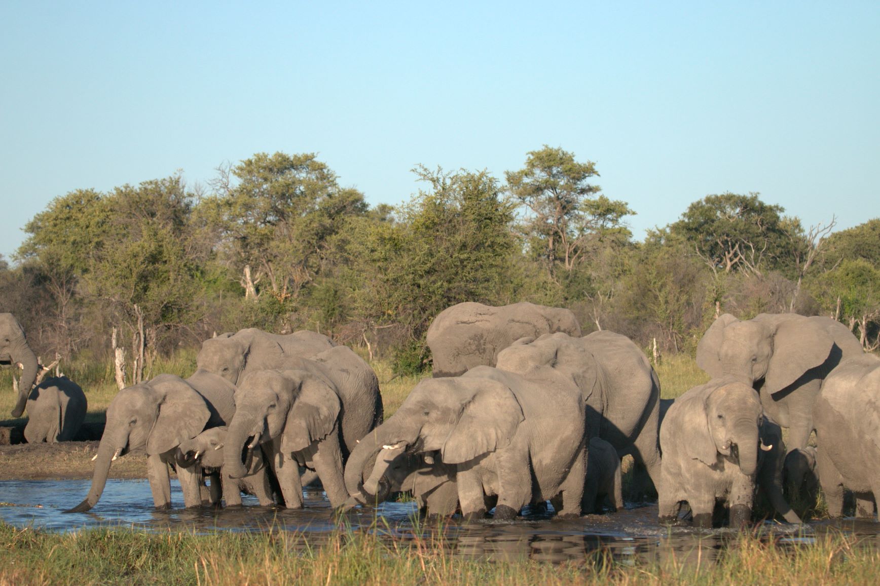 Wild for Game Safaris