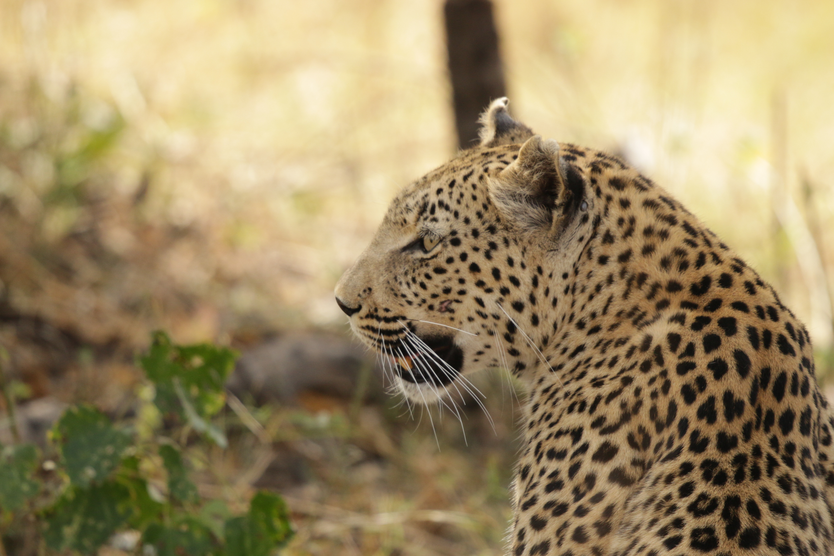 Wild for Game Safaris