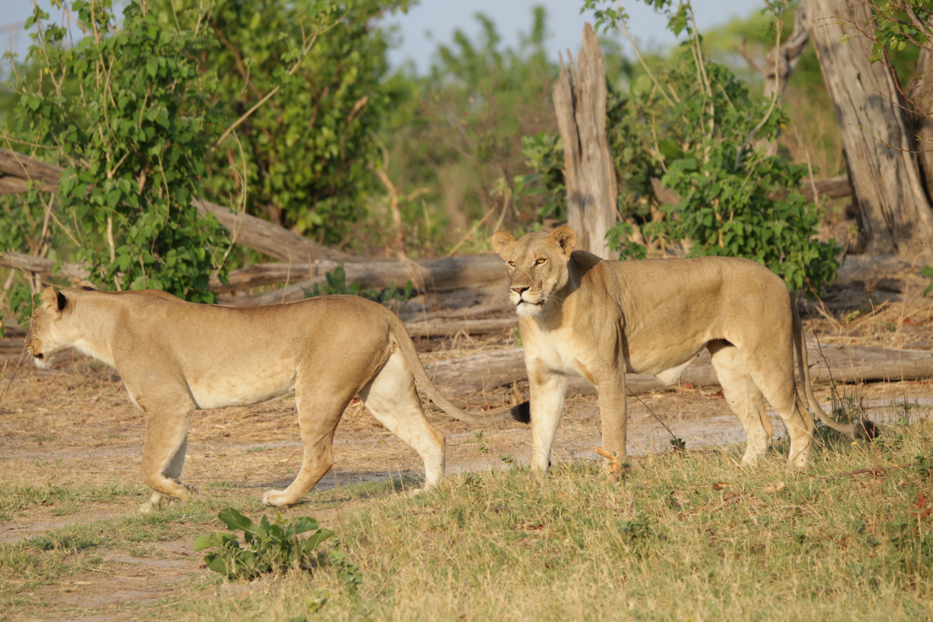 Wild for Game Safaris