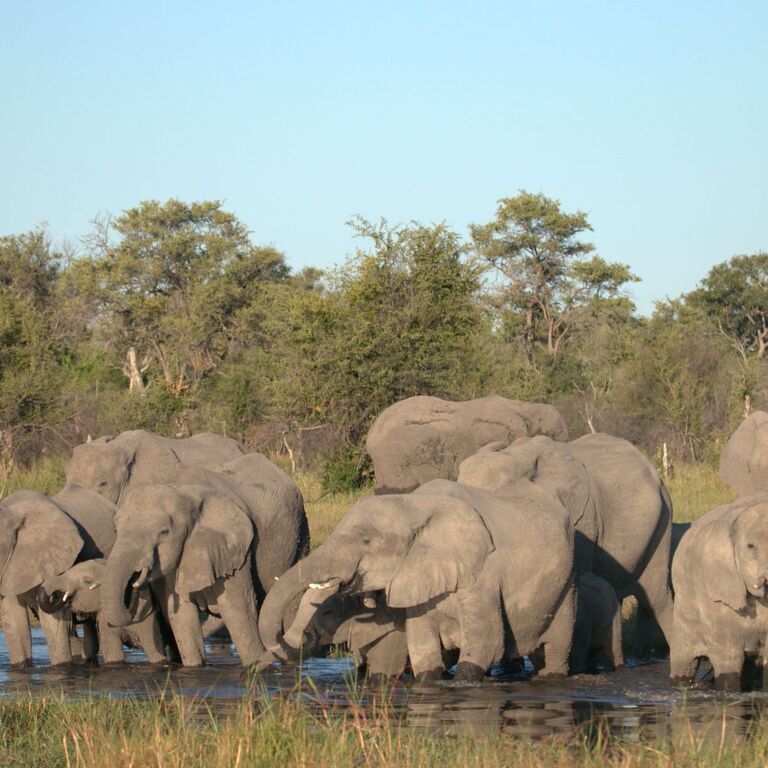 Wild for Game Safaris
