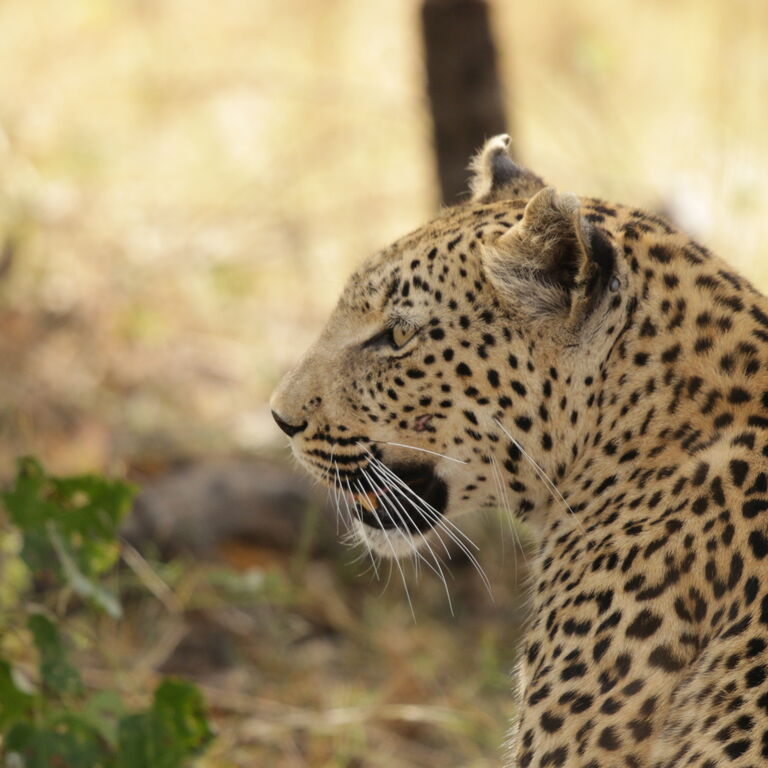 Wild for Game Safaris