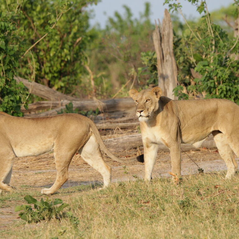 Wild for Game Safaris