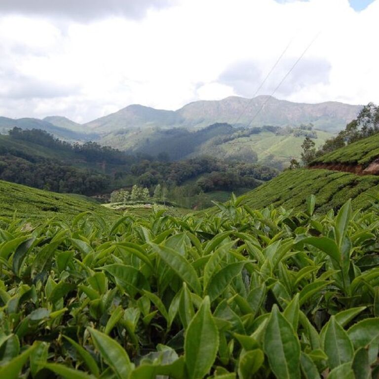 Amazing Munnar Adventure Tourism