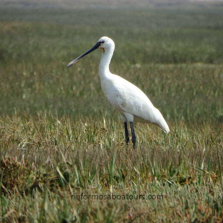 RIA FORMOSA BOAT TOURS