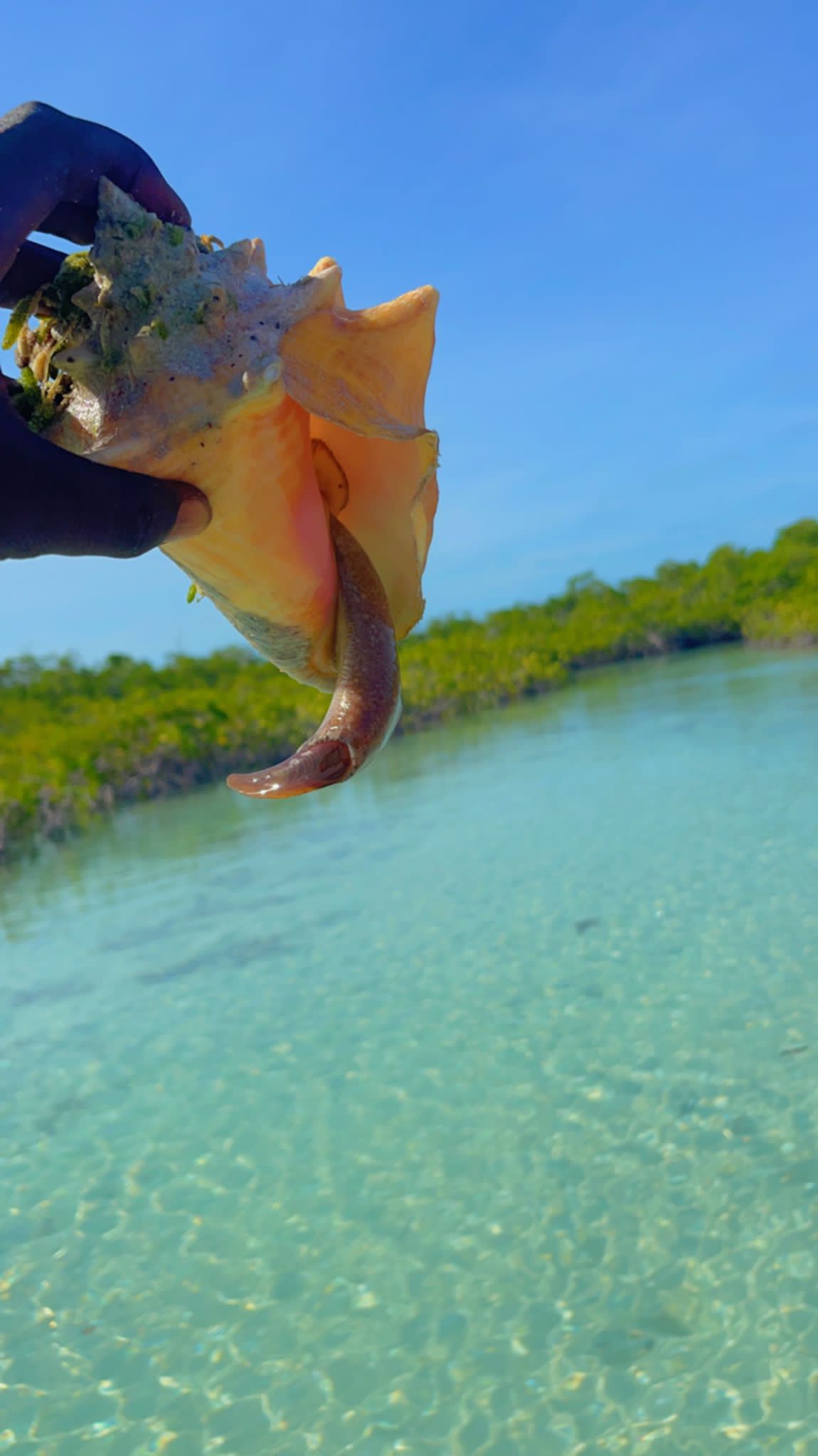dove clear kayak adventure