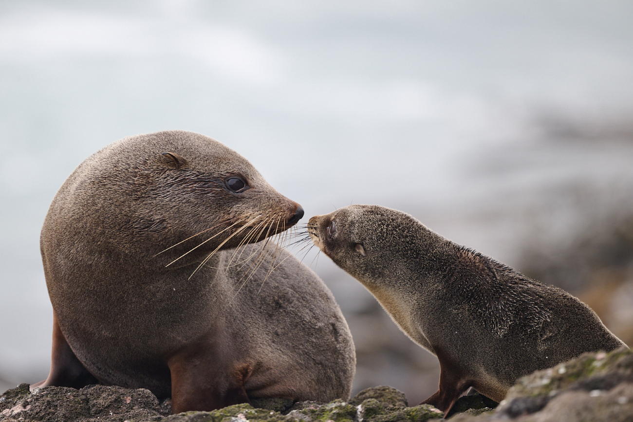 Clearwater Wildlife Tours