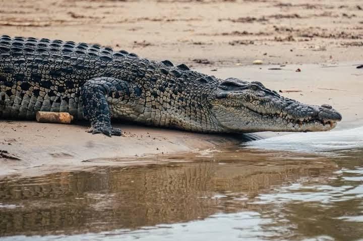 Crocodile Watching With Kavee