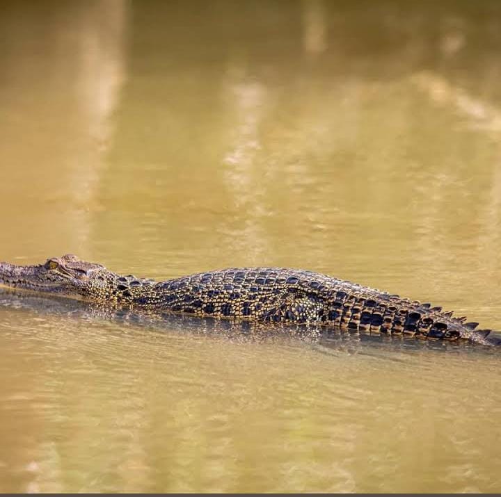 Crocodile Watching With Kavee