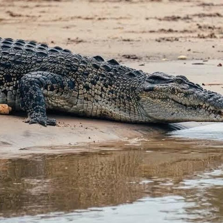 Crocodile Watching With Kavee