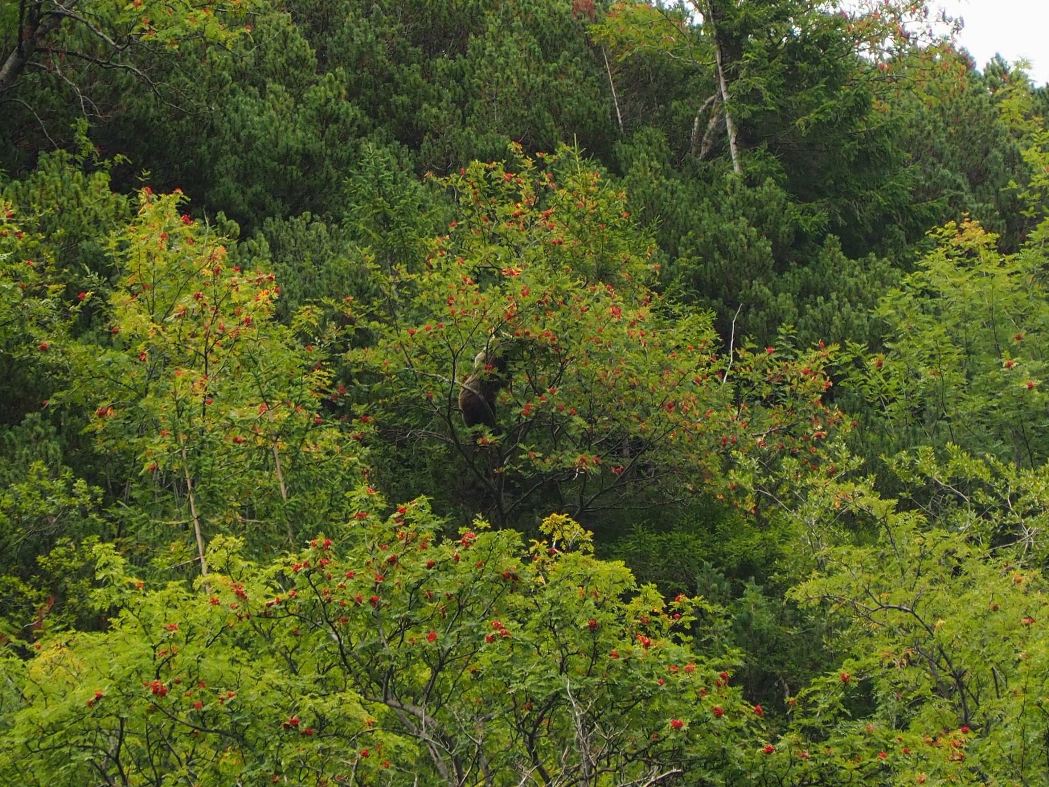 Bear Watching Slovakia