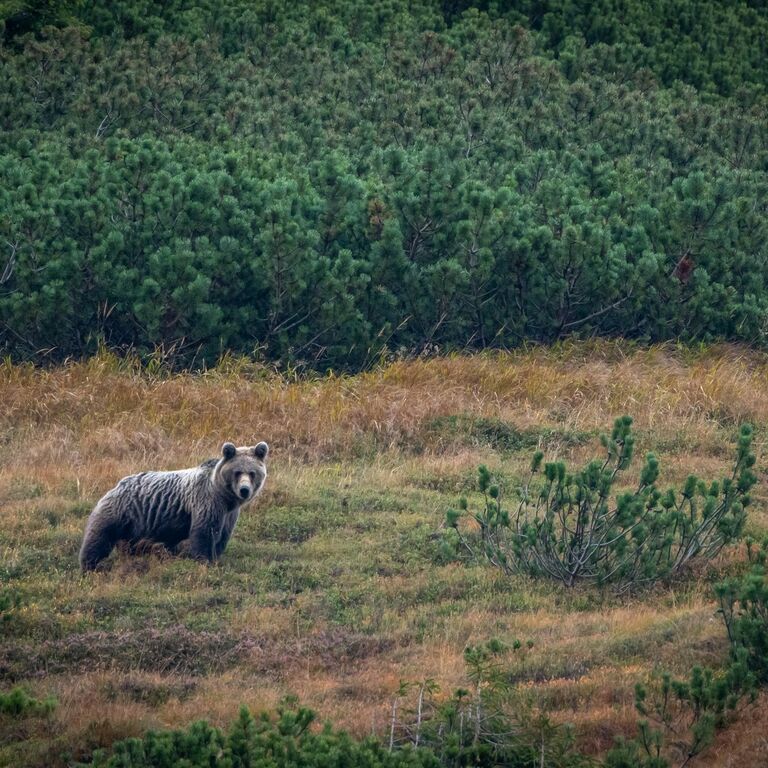 Bear Watching Slovakia