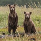 Bear Watching Slovakia