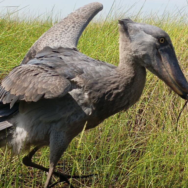 SHOEBILL TOURS MABAMBA SWAMP