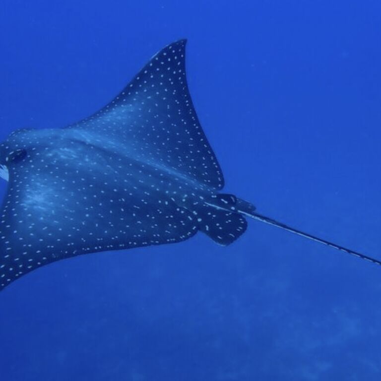 Pura Dive Tamarindo