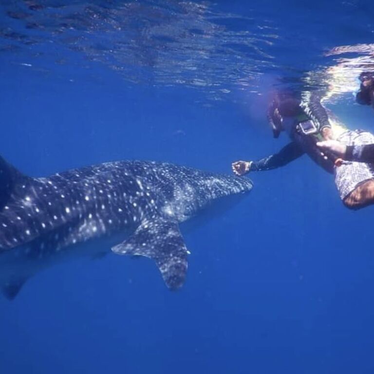 Pura Dive Tamarindo