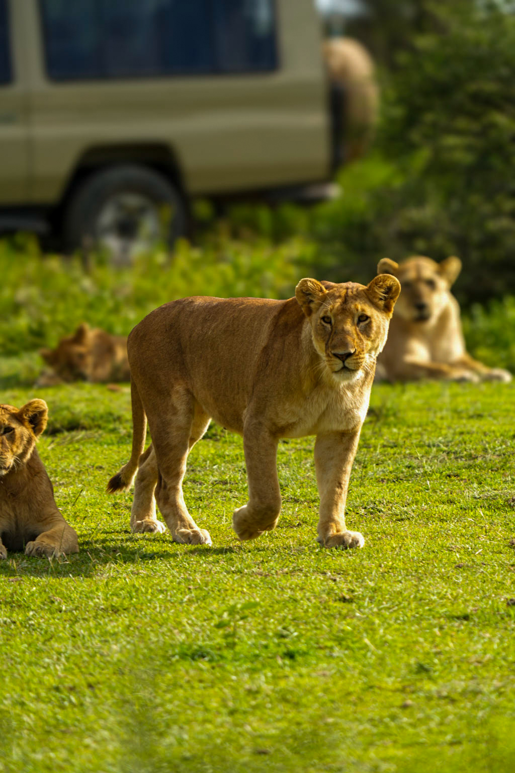 Overland Signature Safari - Central Serengeti & Ngorongoro