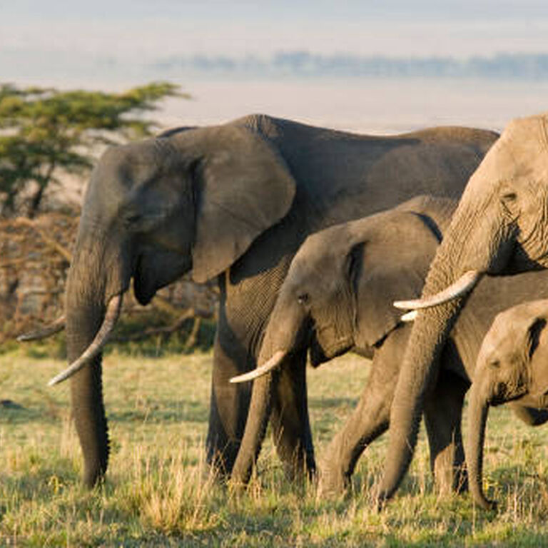 Africa’s Delight Kenya’s Adventure Ltd