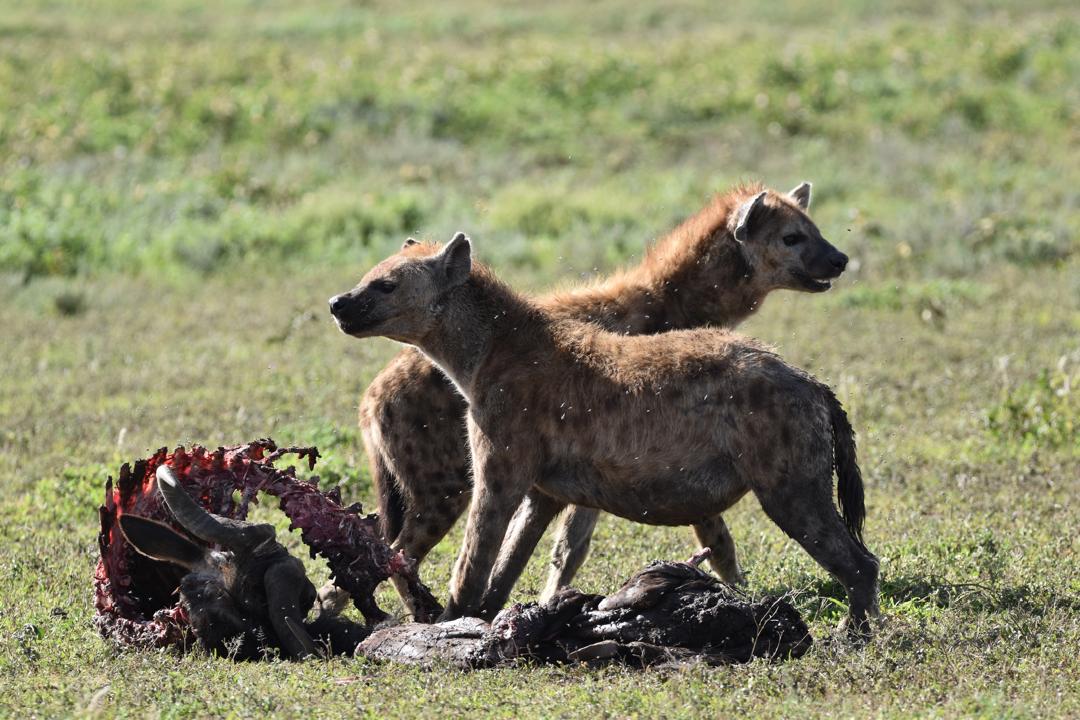 pic