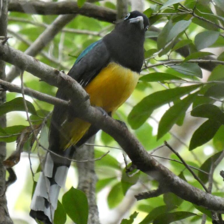 Aracari Tours by Eddy