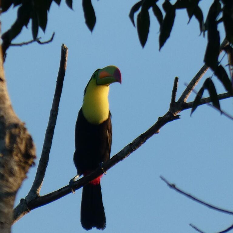 Aracari Tours by Eddy