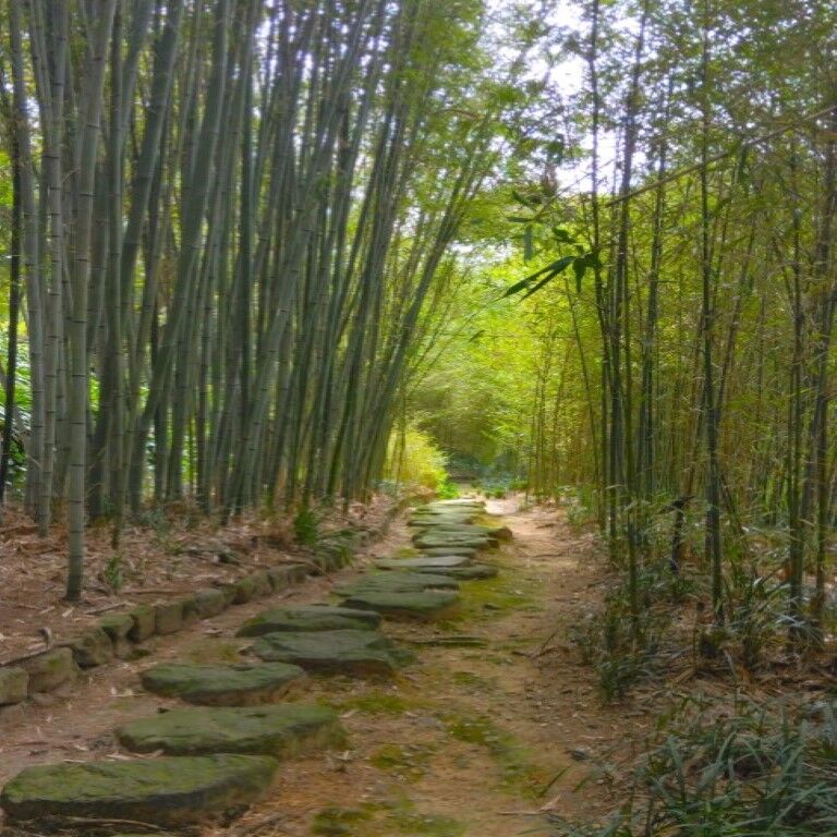 Kyoto Arashiyama hidden tour