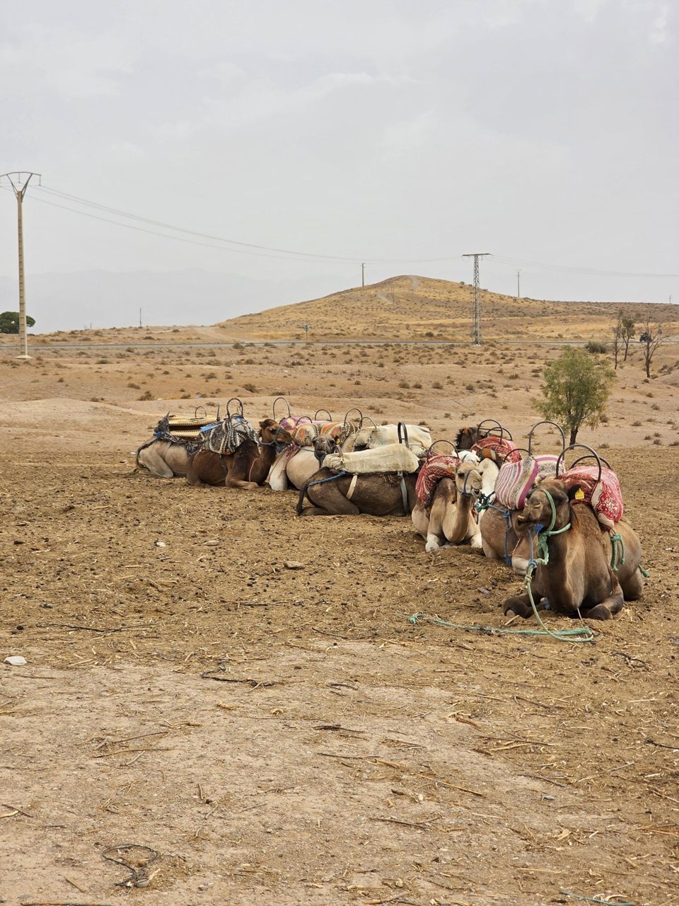Marrakech Quads