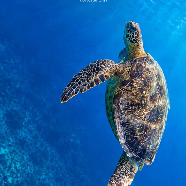DC Adventure Tours Roatan