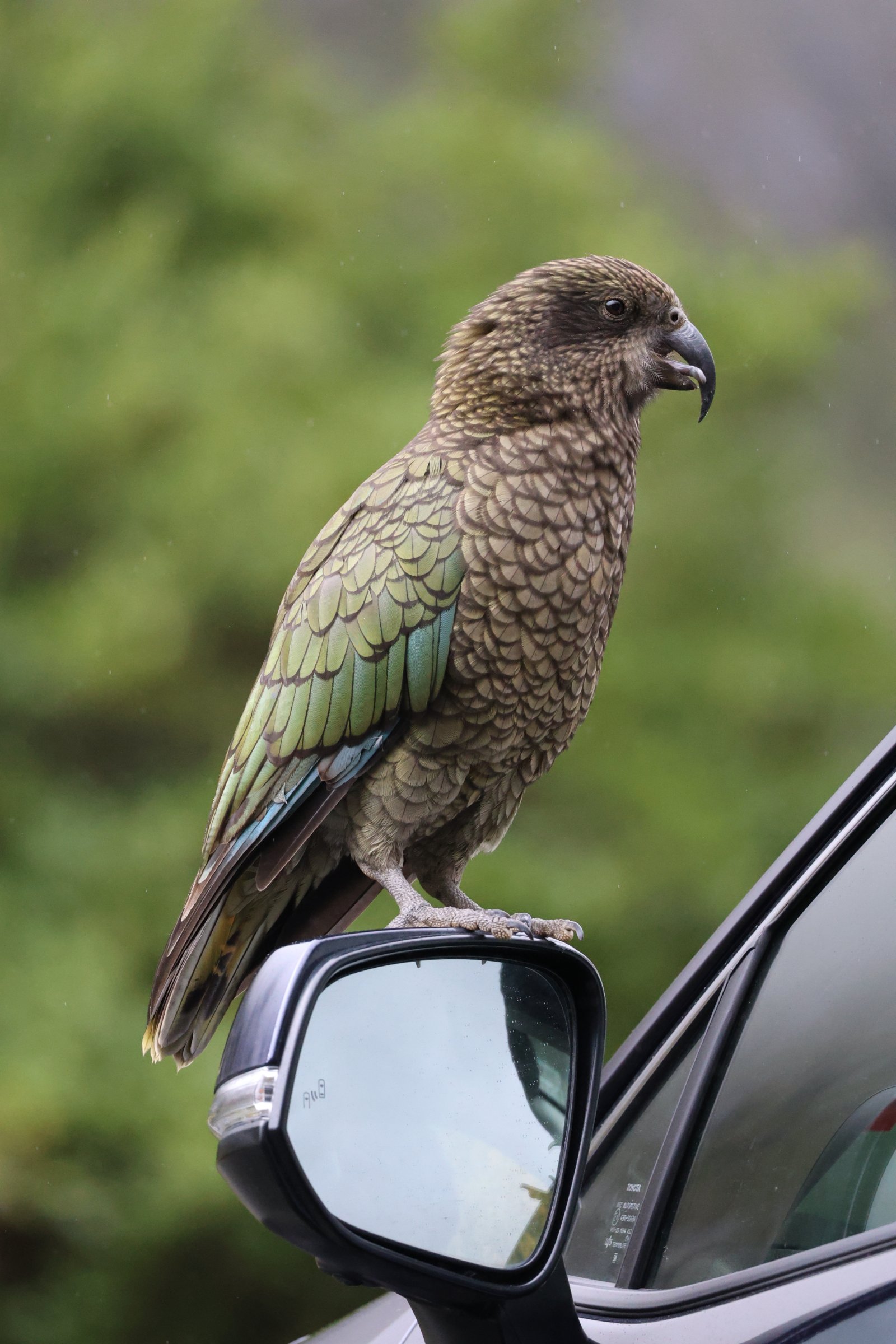 Kea Journeys
