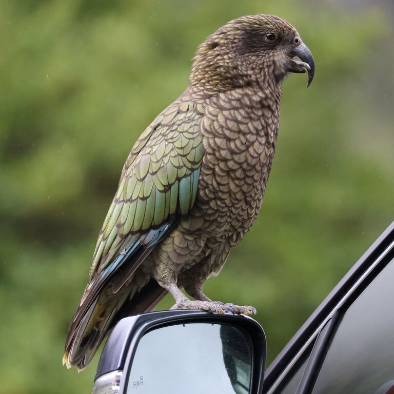 Kea Journeys