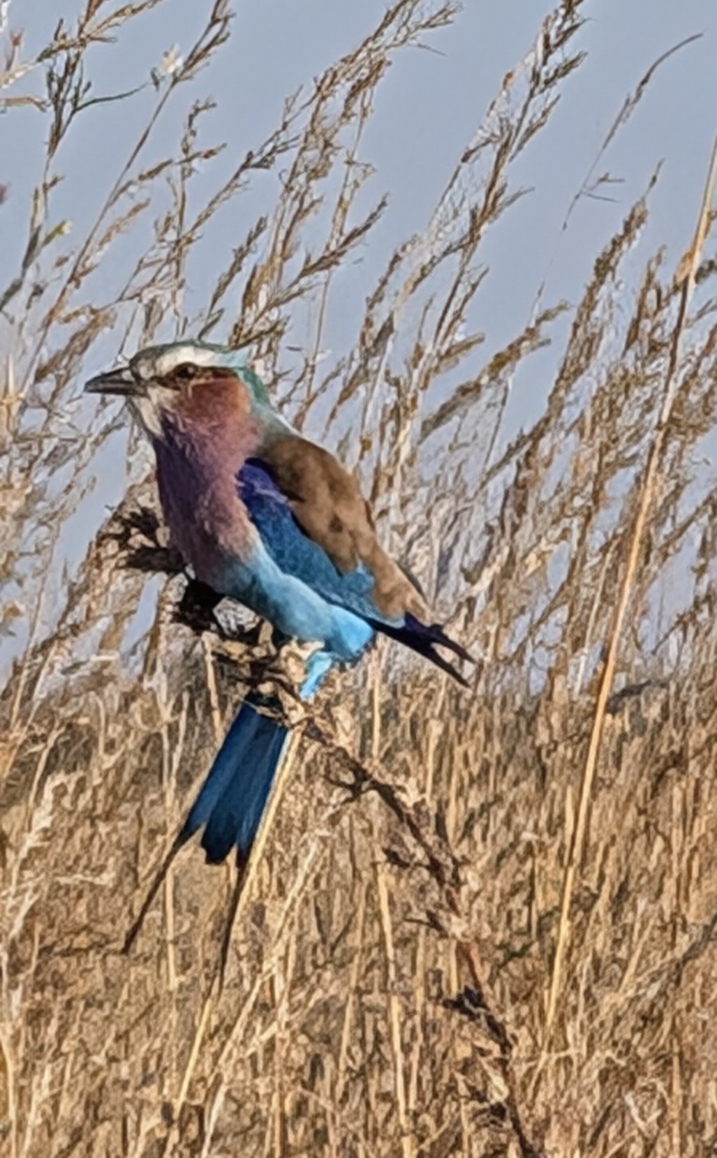 Kokomere Adventure Safaris