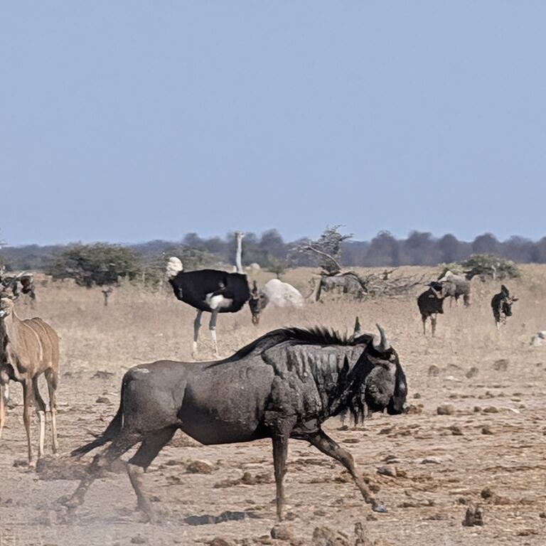 Kokomere Adventure Safaris