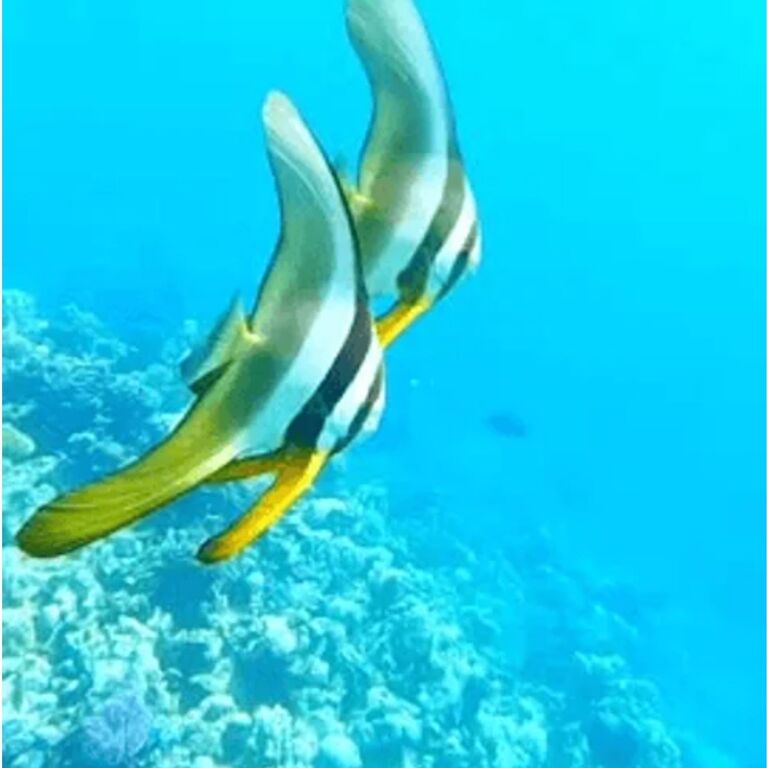 OceanVibes Tours