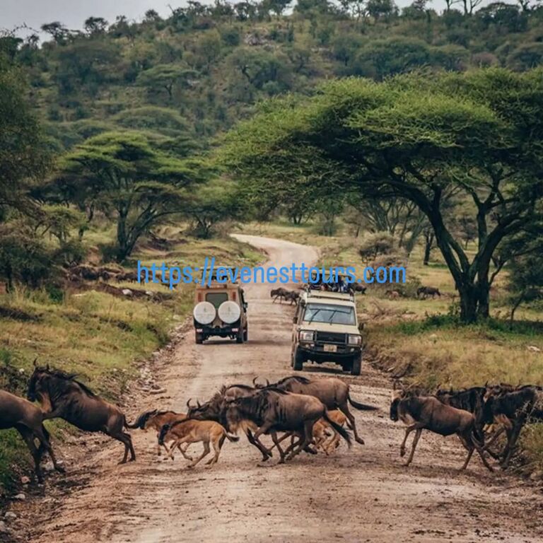 Evenesttours