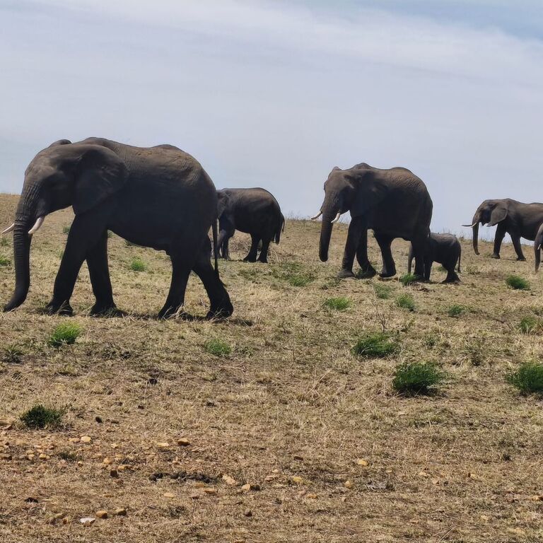 Tuti Safaris
