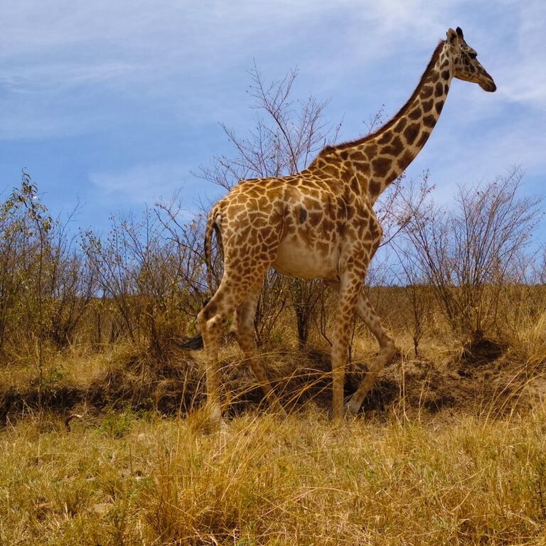 Tuti Safaris