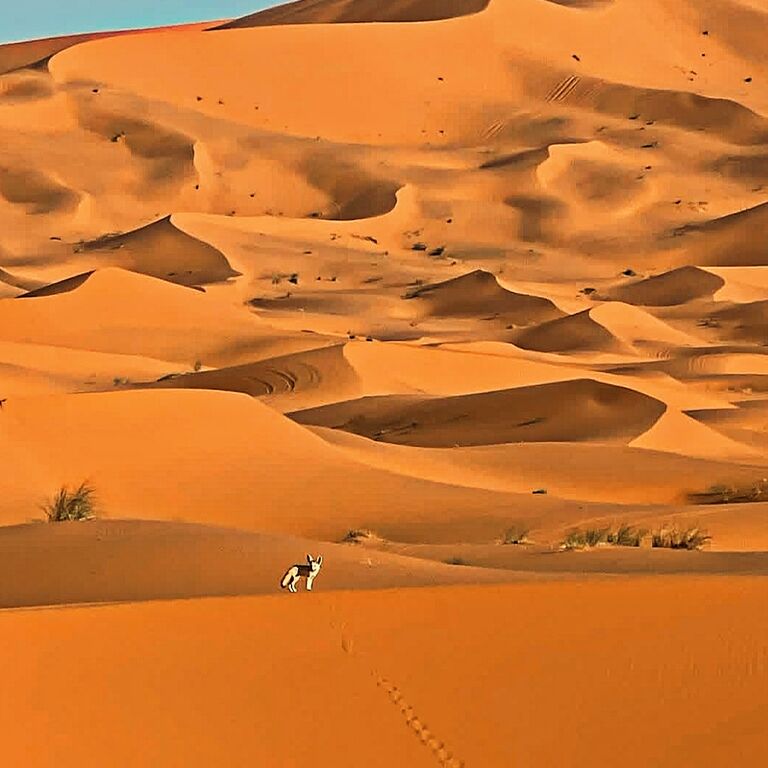 Merzouga Sands