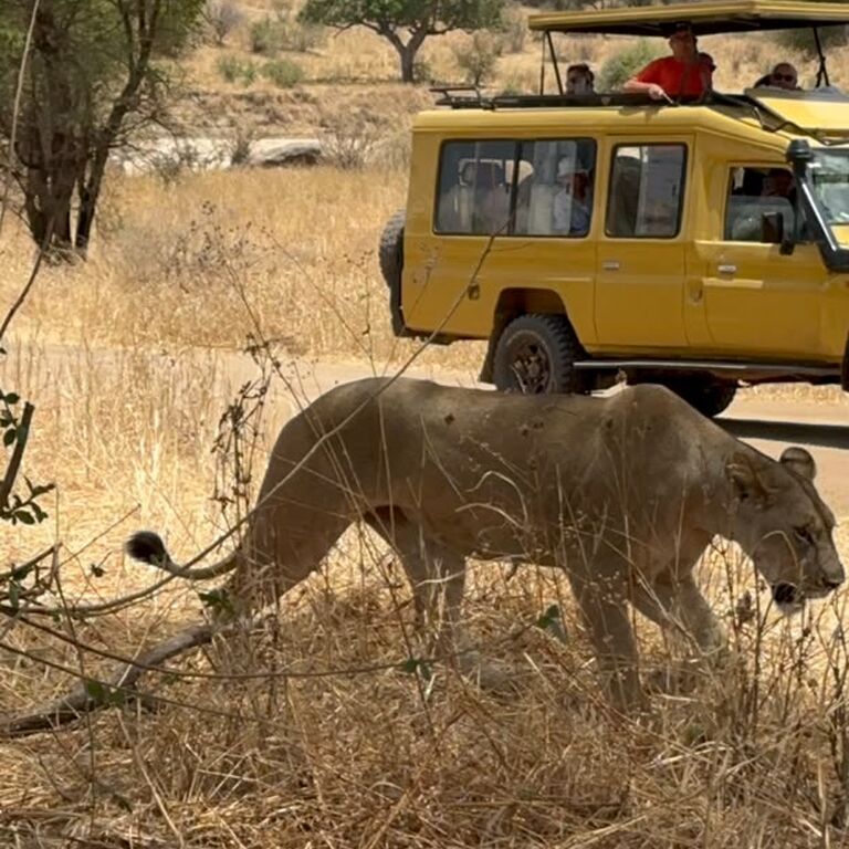 Jamil tours